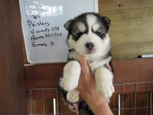 grey and white husky puppy for sale