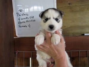 grey and white husky puppy for sale