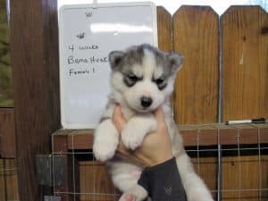 diluted black and white husky puppy