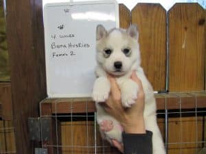 grey and white husky puppy