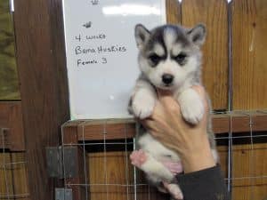 black and white husky puppy