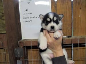 black and white husky puppy