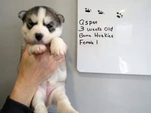 black and white husky puppy