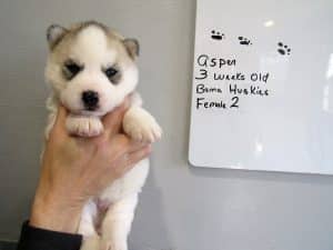 black and white husky puppy