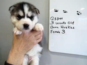 grey and white husky puppy
