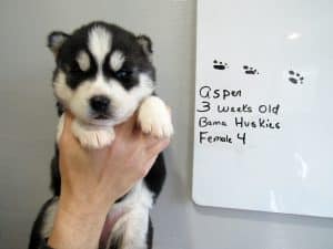 black and white husky puppy for sale