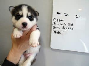 black and white husky puppy