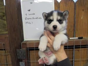 black and white husky puppy