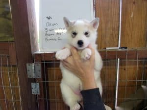 grey and white husky puppy