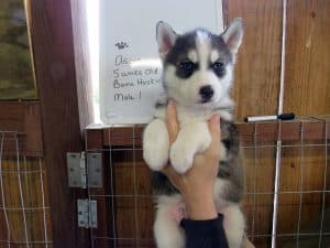 Diluted black and white husky puppy