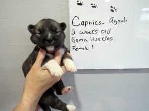 agouti female husky puppy for sale