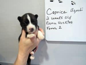 agouti female husky puppy for sale