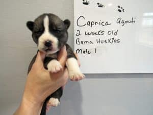 agouti male husky puppy for sale