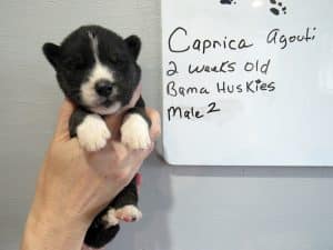 agouti male husky puppy for sale