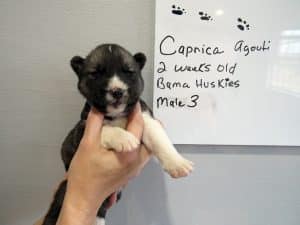 agouti male husky puppy for sale