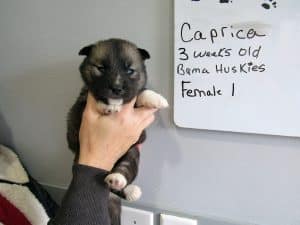 Agouti female husky puppy