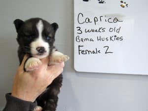 Agouti female husky puppy
