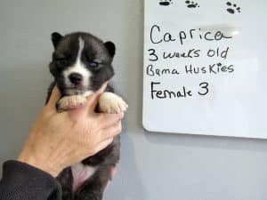Agouti female husky puppy
