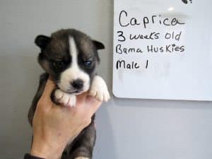 Agouti male husky puppy