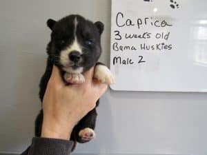 Agouti male husky puppy