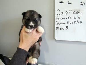Agouti male husky puppy