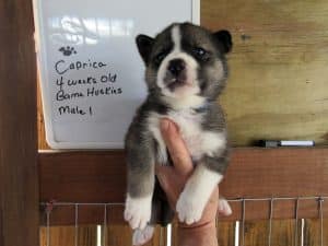 Agouti husky puppy