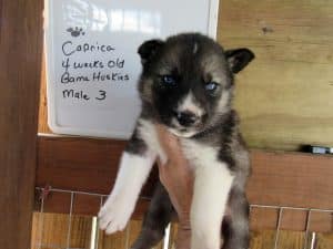 Agouti husky puppy