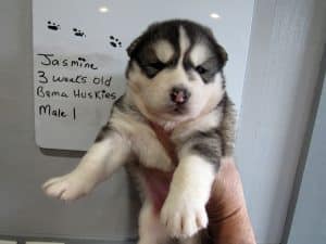 grey and white husky puppies for sale