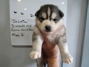grey and white husky puppies for sale