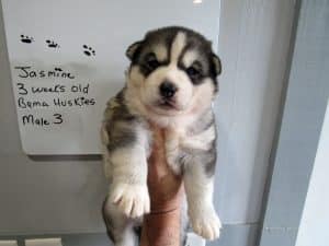 grey and white husky puppies for sale
