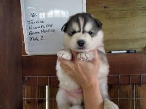 grey and white husky puppy for sale