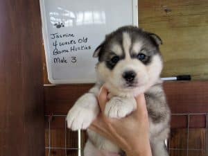 grey and white husky puppy for sale