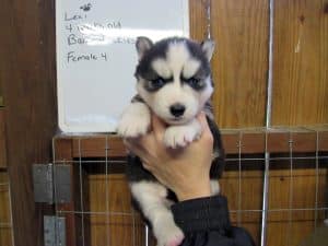 black and white husky puppy for sale