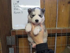 grey and white husky puppy for sale