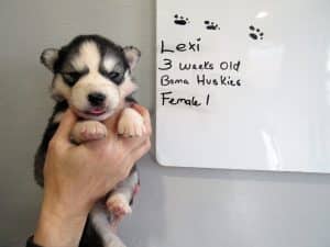 black and white husky puppies for sale