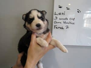 black and white husky puppies for sale