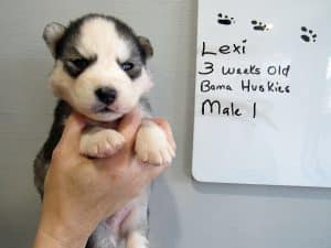 grey anbd white husky puppy