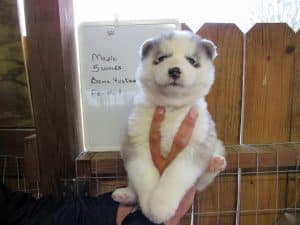 Grey and white husky puppy for sale
