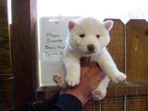 white husky puppy for sale