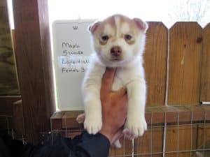 red and white husky puppy for sale