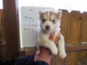 red and white husky puppy for sale