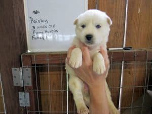 Grey and white husky puppy for sale