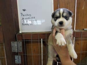 Black and white husky puppy for sale
