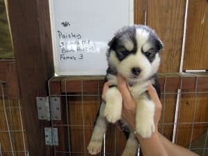 grey and white husky puppy for sale
