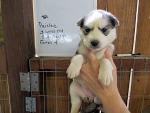 grey and white husky puppy for sale
