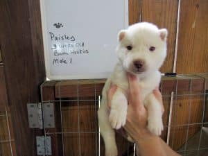 White husky puppy for sale