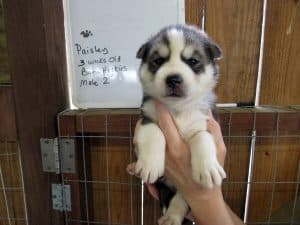 Black and white husky puppy for sale