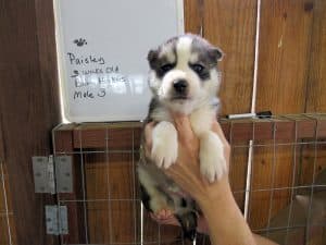 grey and white husky puppy for sale