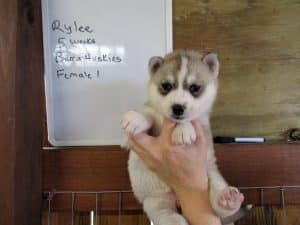 grey and white husky puppy