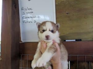 red and white husky puppy